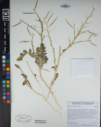 Brassica tournefortii image