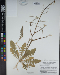 Brassica tournefortii image