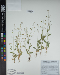 Capsella bursa-pastoris image