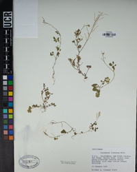 Cardamine flexuosa image