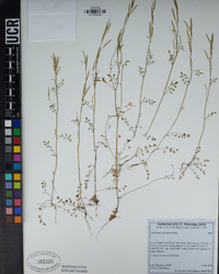 Cardamine oligosperma image