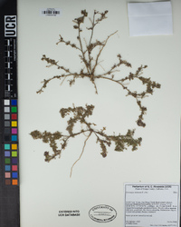 Lepidium didymum image