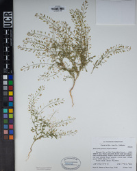 Descurainia pinnata image