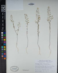 Descurainia pinnata subsp. glabra image