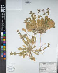 Dithyrea californica image