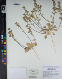 Dithyrea californica image