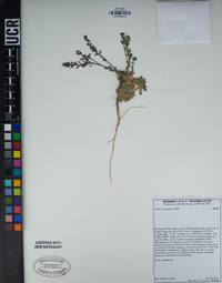 Draba corrugata image