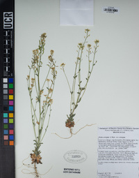 Draba corrugata image