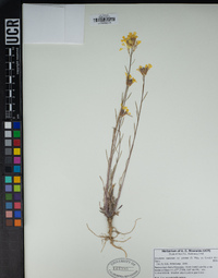 Erysimum perenne image