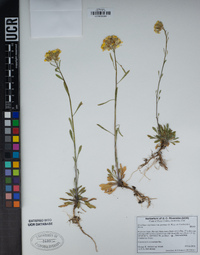 Erysimum perenne image