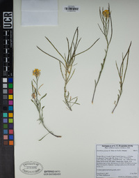 Erysimum perenne image