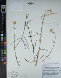 Erysimum suffrutescens image