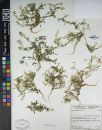 Lepidium densiflorum image