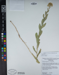 Lepidium chalepense image