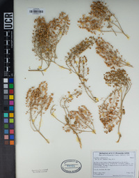 Lepidium chalepense image