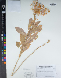 Lepidium chalepense image