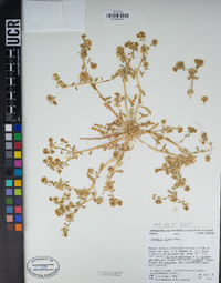 Lepidium flavum image