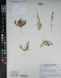 Lepidium dictyotum image