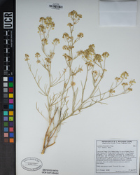 Lepidium fremontii image