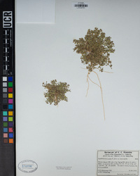 Lepidium lasiocarpum var. lasiocarpum image