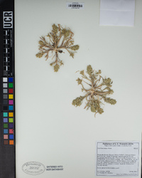 Lepidium latipes image