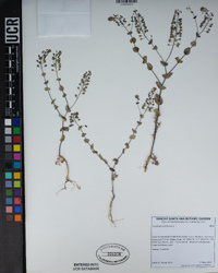 Lepidium perfoliatum image