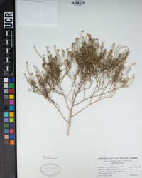 Lepidium pinnatifidum image