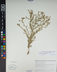 Lepidium pinnatifidum image