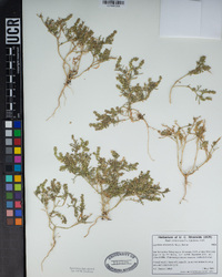 Lepidium strictum image