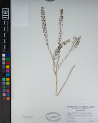 Lepidium virginicum subsp. menziesii image