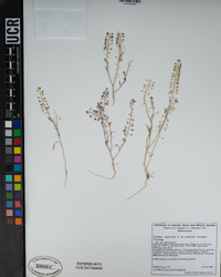 Lepidium virginicum var. pubescens image