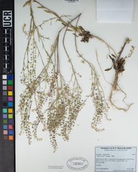 Lepidium virginicum image