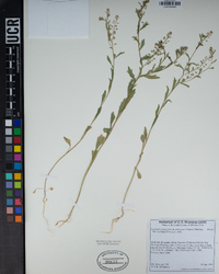 Lepidium virginicum subsp. menziesii image