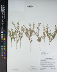 Lepidium lasiocarpum image