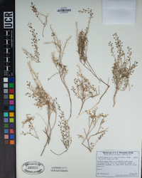 Lepidium virginicum subsp. menziesii image