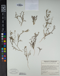 Lepidium virginicum var. robinsonii image