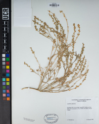 Lepidium sativum image