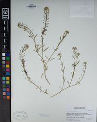 Lobularia maritima image