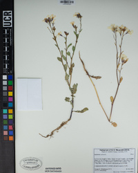 Raphanus raphanistrum subsp. sativus image