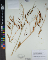 Raphanus raphanistrum subsp. sativus image