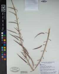 Raphanus raphanistrum subsp. sativus image