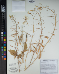 Raphanus raphanistrum subsp. sativus image