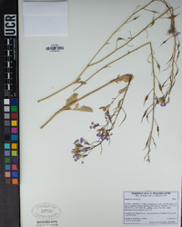 Raphanus raphanistrum subsp. sativus image