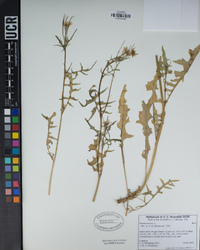 Sisymbrium irio image