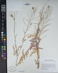 Sisymbrium irio image