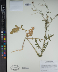 Sisymbrium irio image