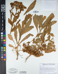 Lepidium draba image