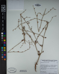 Eriogonum roseum image