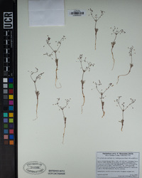 Eriogonum spergulinum image