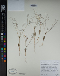 Eriogonum spergulinum var. reddingianum image